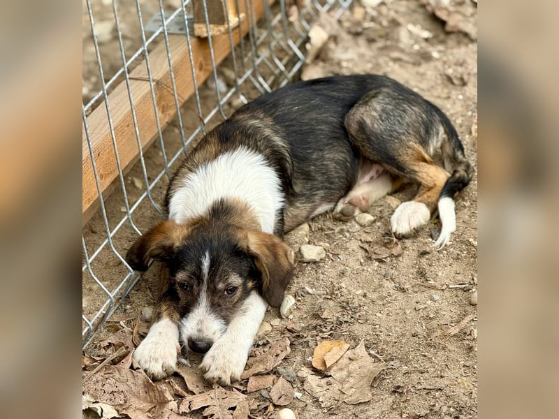 FLYER - Charmanter Bub sucht aktive Menschen für Abenteuer