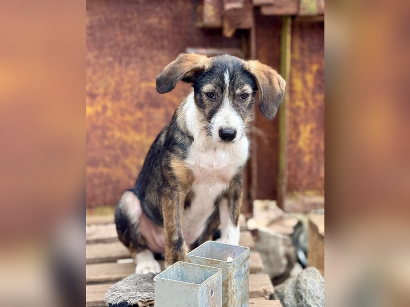 FLYER - Charmanter Bub sucht aktive Menschen für Abenteuer