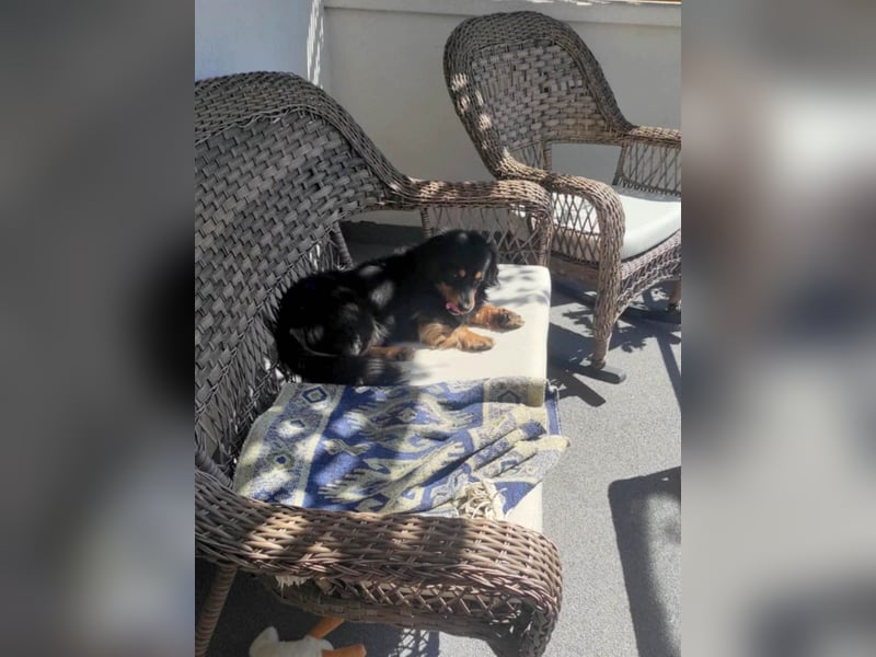 Knuffiger Rexo möchte geliebt werden