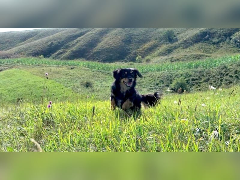 Knuffiger Rexo möchte geliebt werden