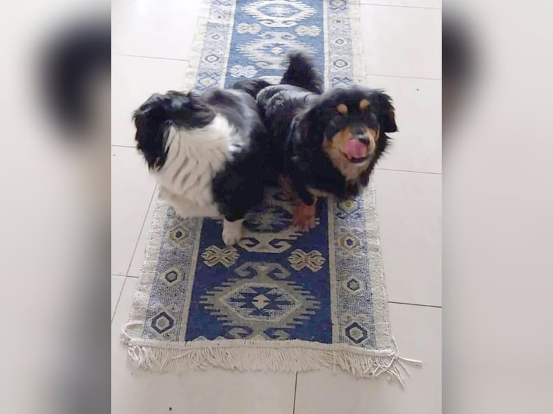 Knuffiger Rexo möchte geliebt werden