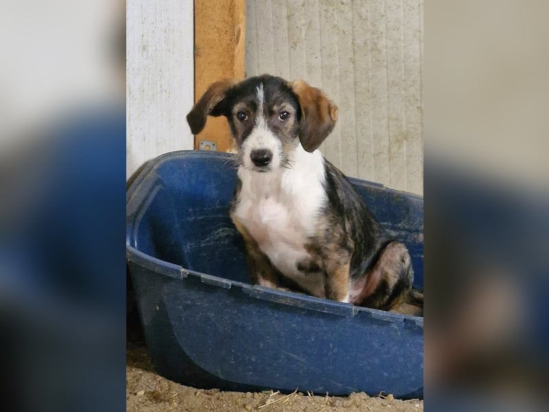 FLYER - Charmanter Bub sucht aktive Menschen für Abenteuer