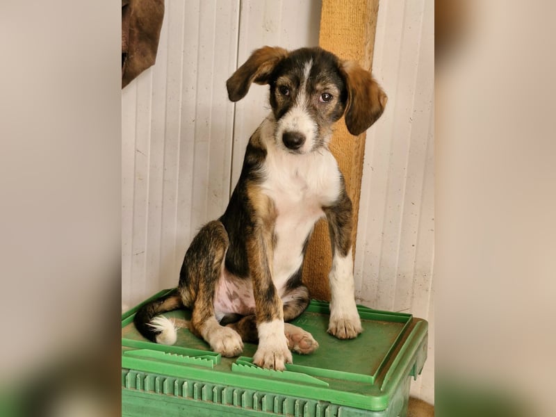 FLYER - Charmanter Bub sucht aktive Menschen für Abenteuer