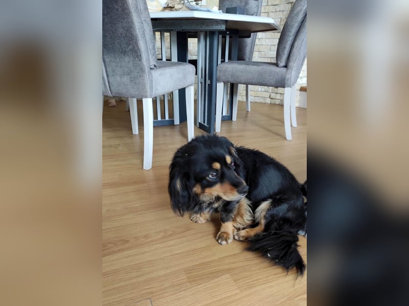 Knuffiger Rexo möchte geliebt werden