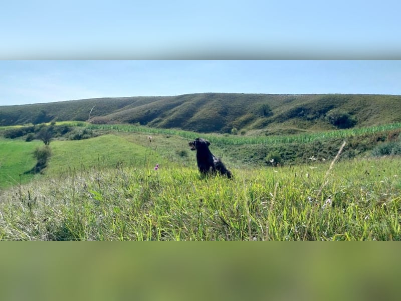 Knuffiger Rexo möchte geliebt werden