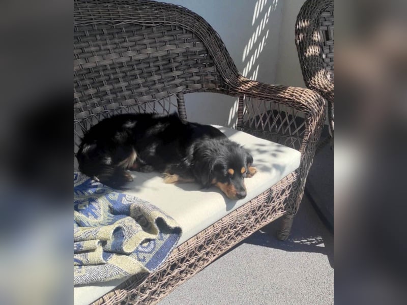 Knuffiger Rexo möchte geliebt werden