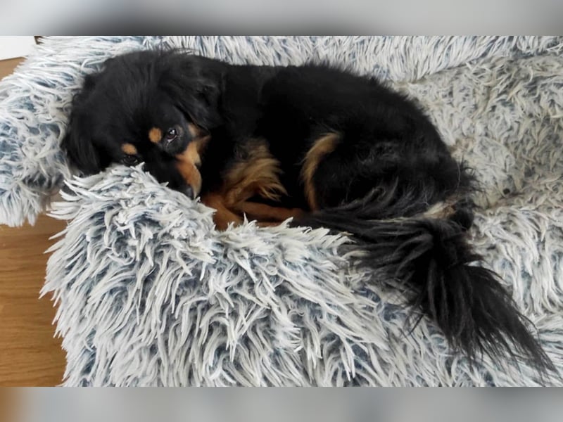 Knuffiger Rexo möchte geliebt werden