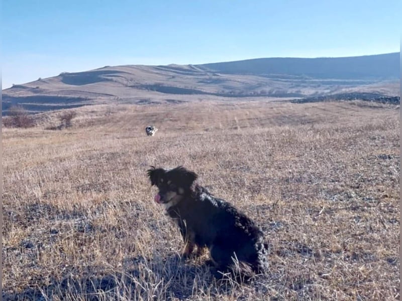 Knuffiger Rexo möchte geliebt werden