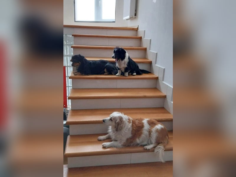 Knuffiger Rexo möchte geliebt werden