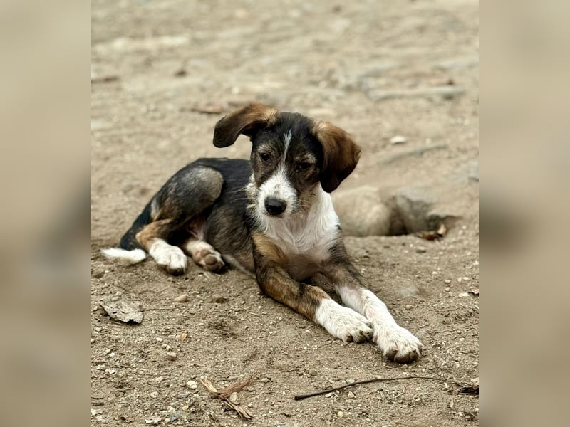 FLYER - Charmanter Bub sucht aktive Menschen für Abenteuer