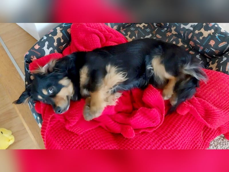 Knuffiger Rexo möchte geliebt werden