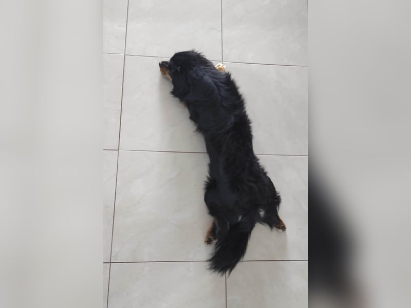 Knuffiger Rexo möchte geliebt werden