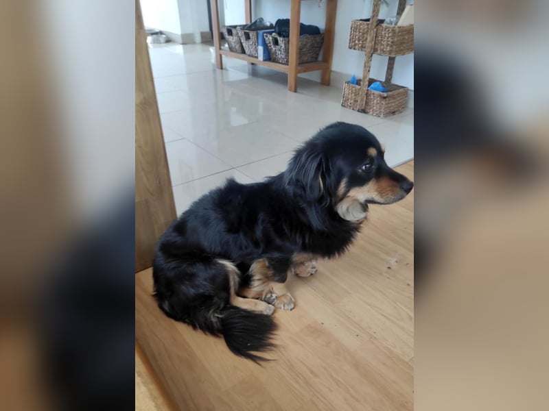 Knuffiger Rexo möchte geliebt werden