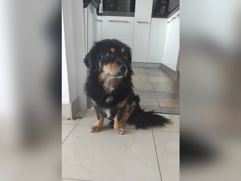 Knuffiger Rexo möchte geliebt werden