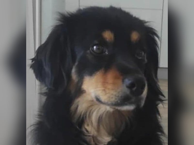 Knuffiger Rexo möchte geliebt werden