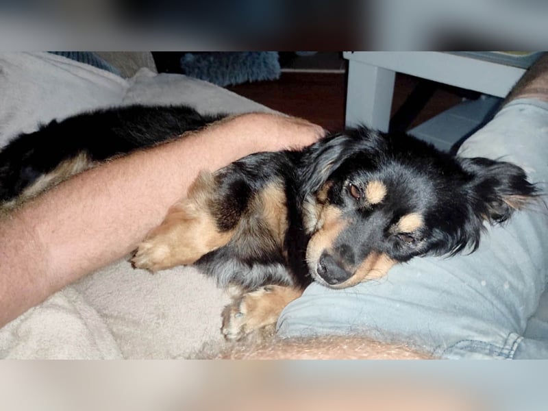 Knuffiger Rexo möchte geliebt werden