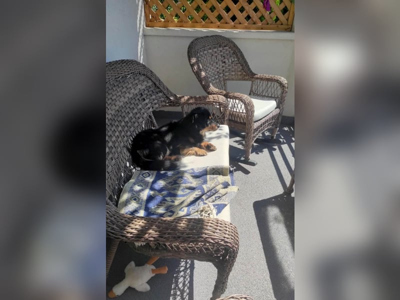 Knuffiger Rexo möchte geliebt werden