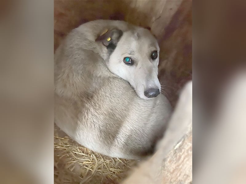 KIRINA, bildhübsche Maus. Sucht Menschen mit viel Liebe und Geduld