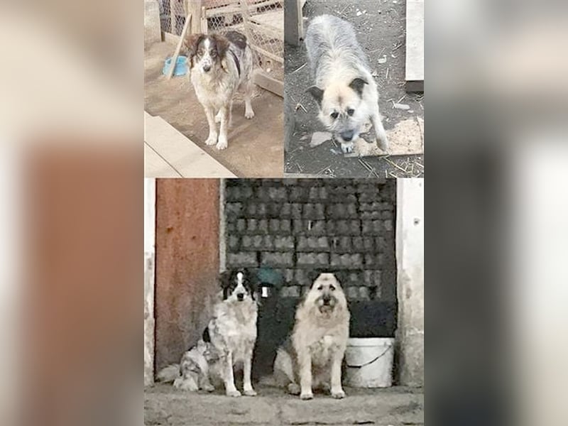 FEE und THEO, unzertrennlich. Suchen gemeinsam ein Zuhause