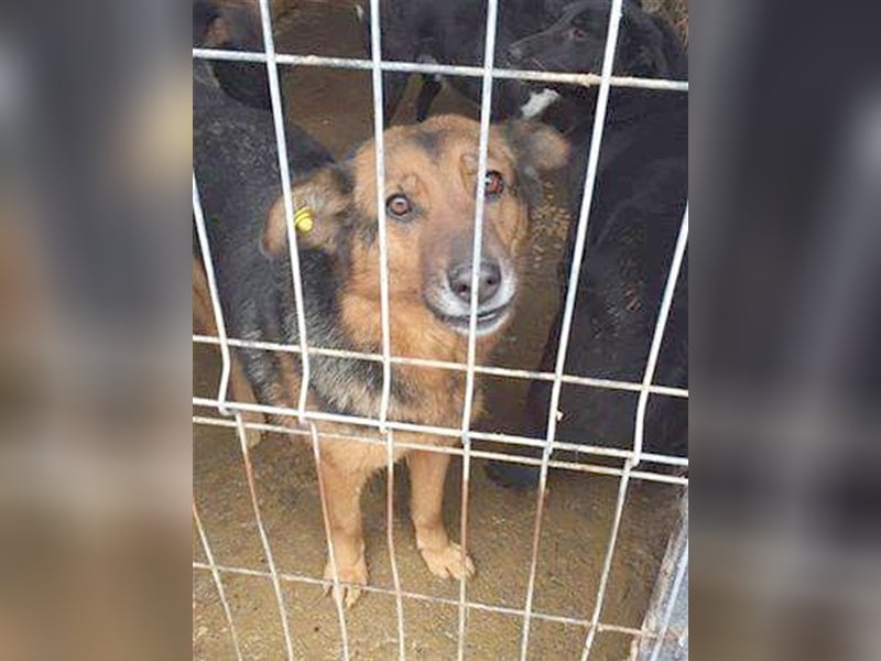 MIRIAM, sucht dringend ein Zuhause