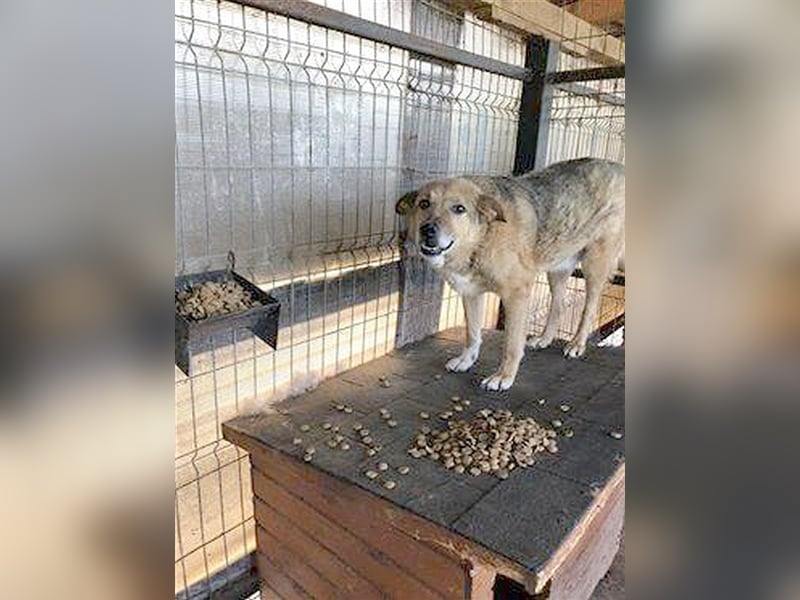 MERLYN, bekommt je noch eine Chance?