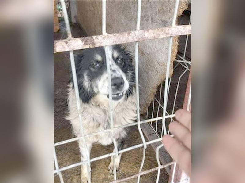 HOPE, ganz arme Maus. Der ideale Familienhund