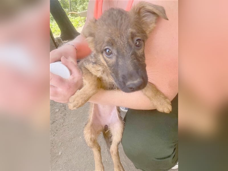 AJANA, zuckersüsse Hummel. Der ideale Familienhund