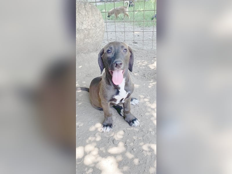 VALOR, zuckersüsser, kleiner Fratz. Der ideale Familienhund