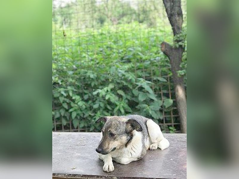 JOSEY, ganz, ganz arme Maus