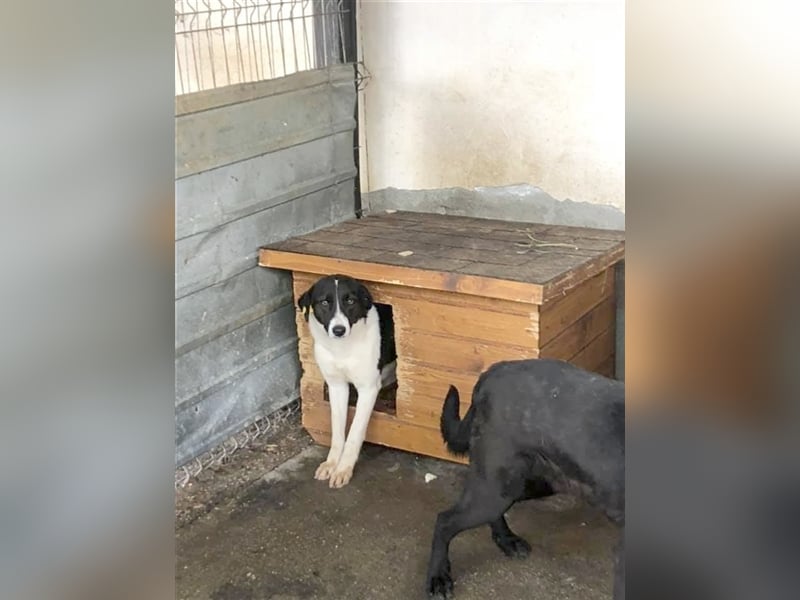 MONA, ein ganz arme Maus. Sucht Menschen mit viel Geduld und Liebe