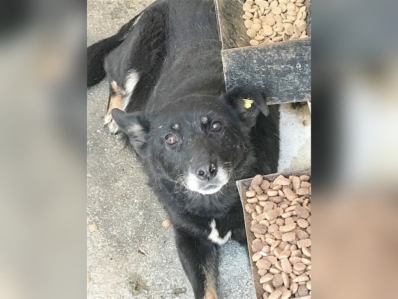 KUNI, wird er je noch eine Chance bekommen….