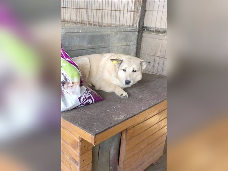 LANKA, sehnt sich so nach einem Zuhause