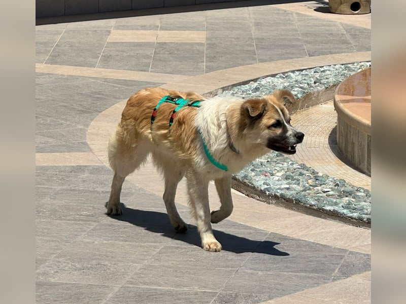 ROMEO – der kleine Charmeur mit großem Herzen sucht seine Lieblingsmenschen