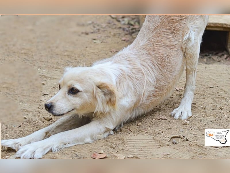 COOKIE – vom scheuen Straßenhund zum treuen Freund