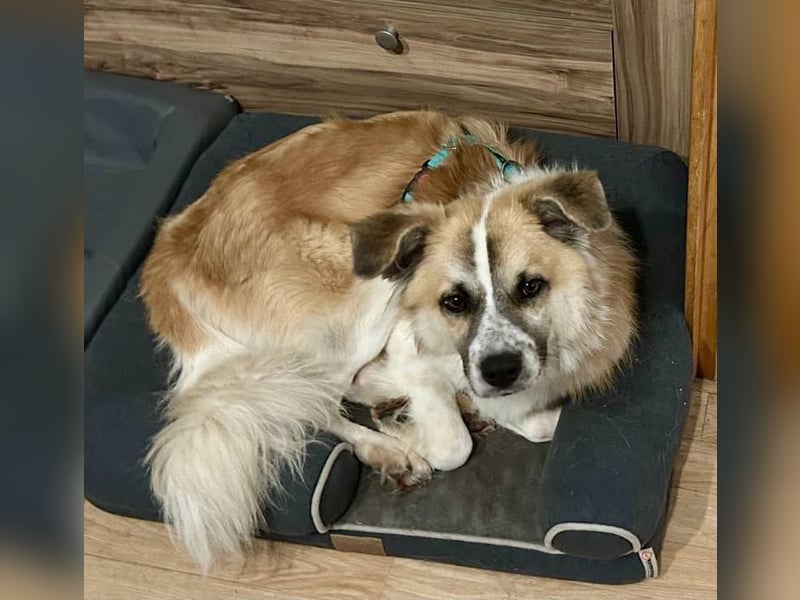 ROMEO – der kleine Charmeur mit großem Herzen sucht seine Lieblingsmenschen