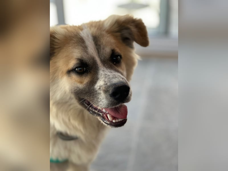 ROMEO – der kleine Charmeur mit großem Herzen sucht seine Lieblingsmenschen