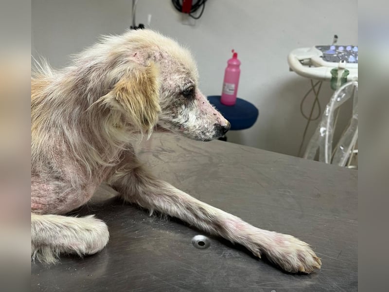 COOKIE – vom scheuen Straßenhund zum treuen Freund