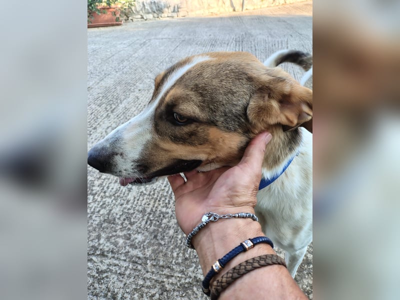 COFFEE - der clevere Mischlingsrüde sucht seine Lieblingsmenschen