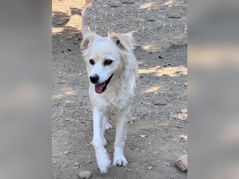 COOKIE – vom scheuen Straßenhund zum treuen Freund