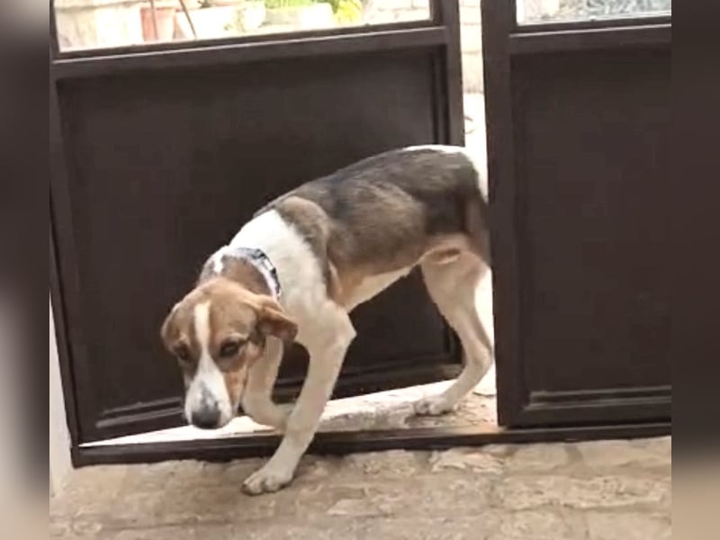 COFFEE - der clevere Mischlingsrüde sucht seine Lieblingsmenschen