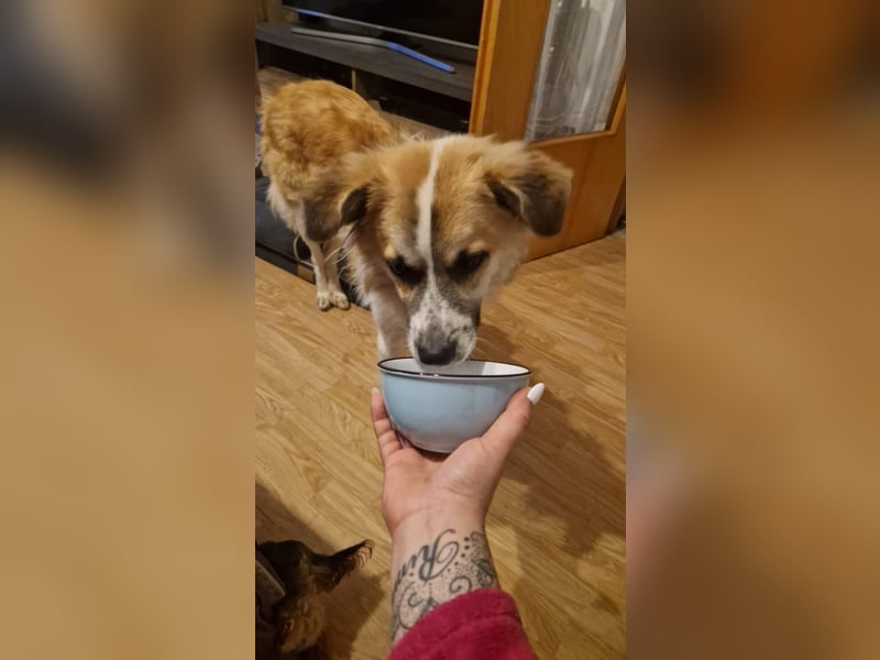 ROMEO – der kleine Charmeur mit großem Herzen sucht seine Lieblingsmenschen