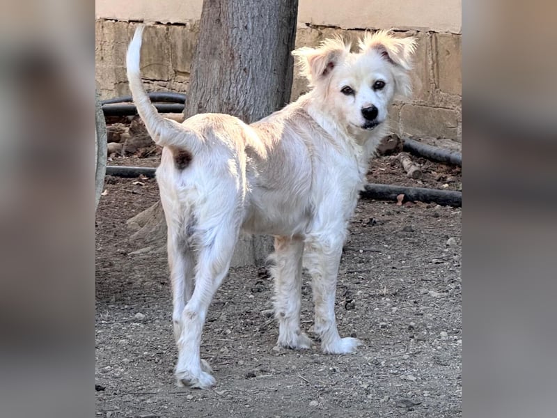COOKIE – vom scheuen Straßenhund zum treuen Freund