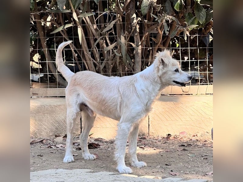 COOKIE – vom scheuen Straßenhund zum treuen Freund