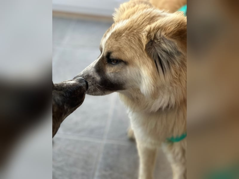 ROMEO – der kleine Charmeur mit großem Herzen sucht seine Lieblingsmenschen