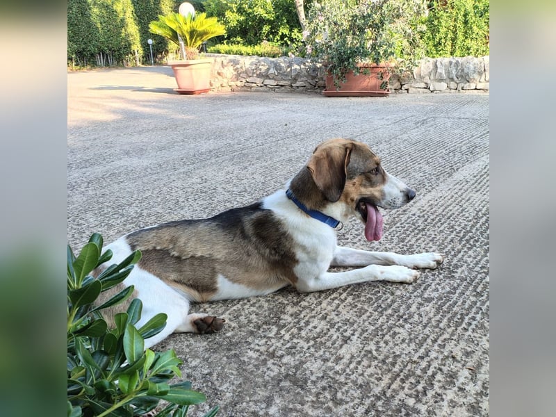 COFFEE - der clevere Mischlingsrüde sucht seine Lieblingsmenschen