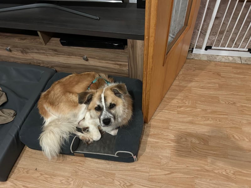 ROMEO – der kleine Charmeur mit großem Herzen sucht seine Lieblingsmenschen