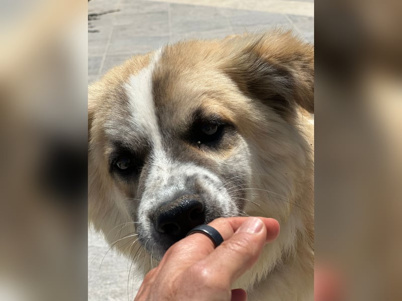 ROMEO – der kleine Charmeur mit großem Herzen sucht seine Lieblingsmenschen