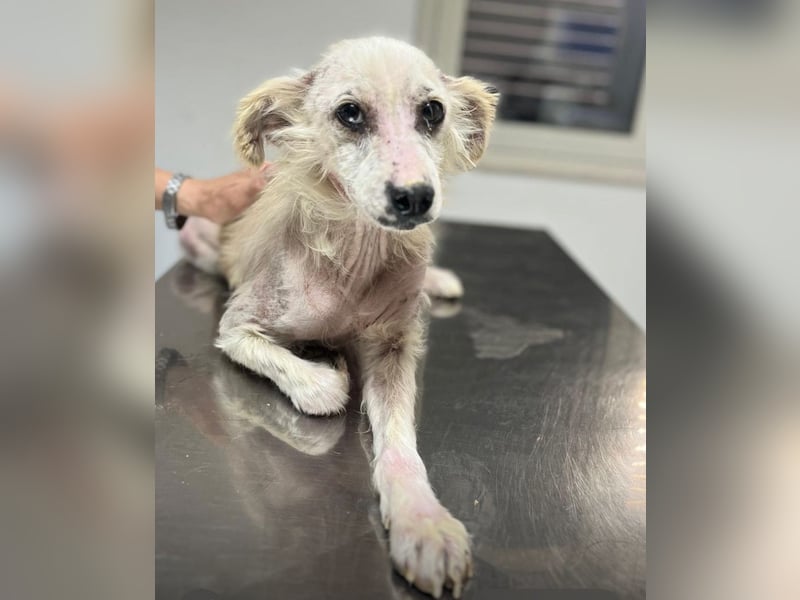 COOKIE – vom scheuen Straßenhund zum treuen Freund