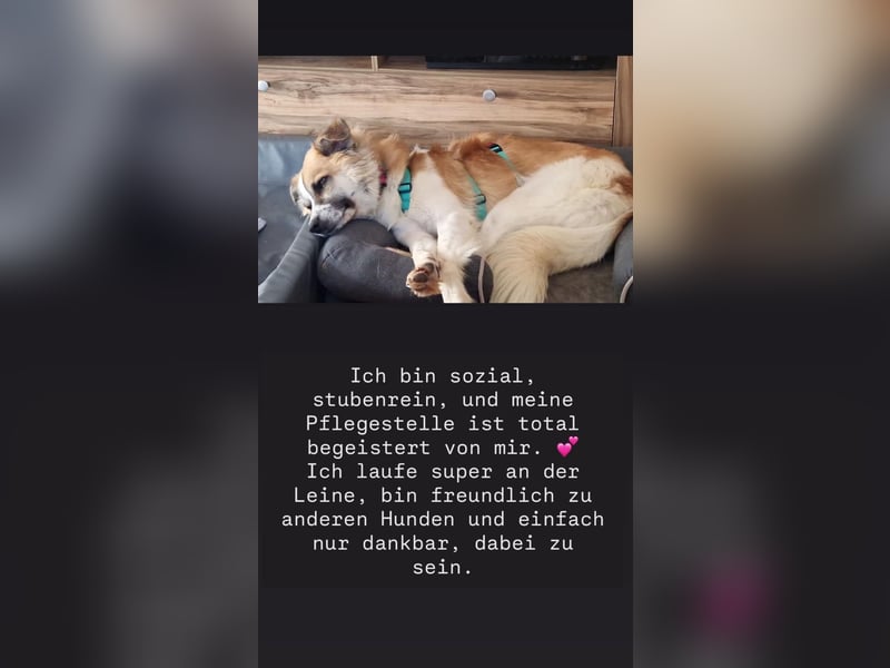 ROMEO – der kleine Charmeur mit großem Herzen sucht seine Lieblingsmenschen