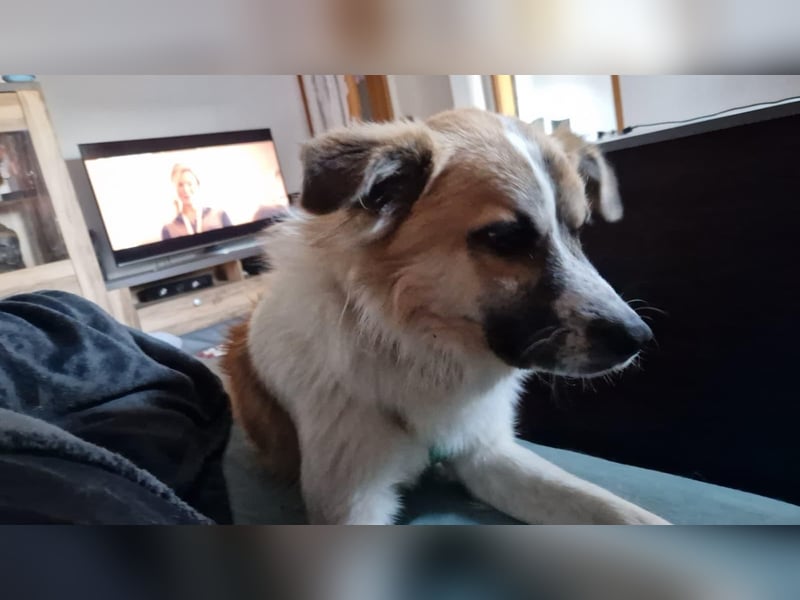 ROMEO – der kleine Charmeur mit großem Herzen sucht seine Lieblingsmenschen